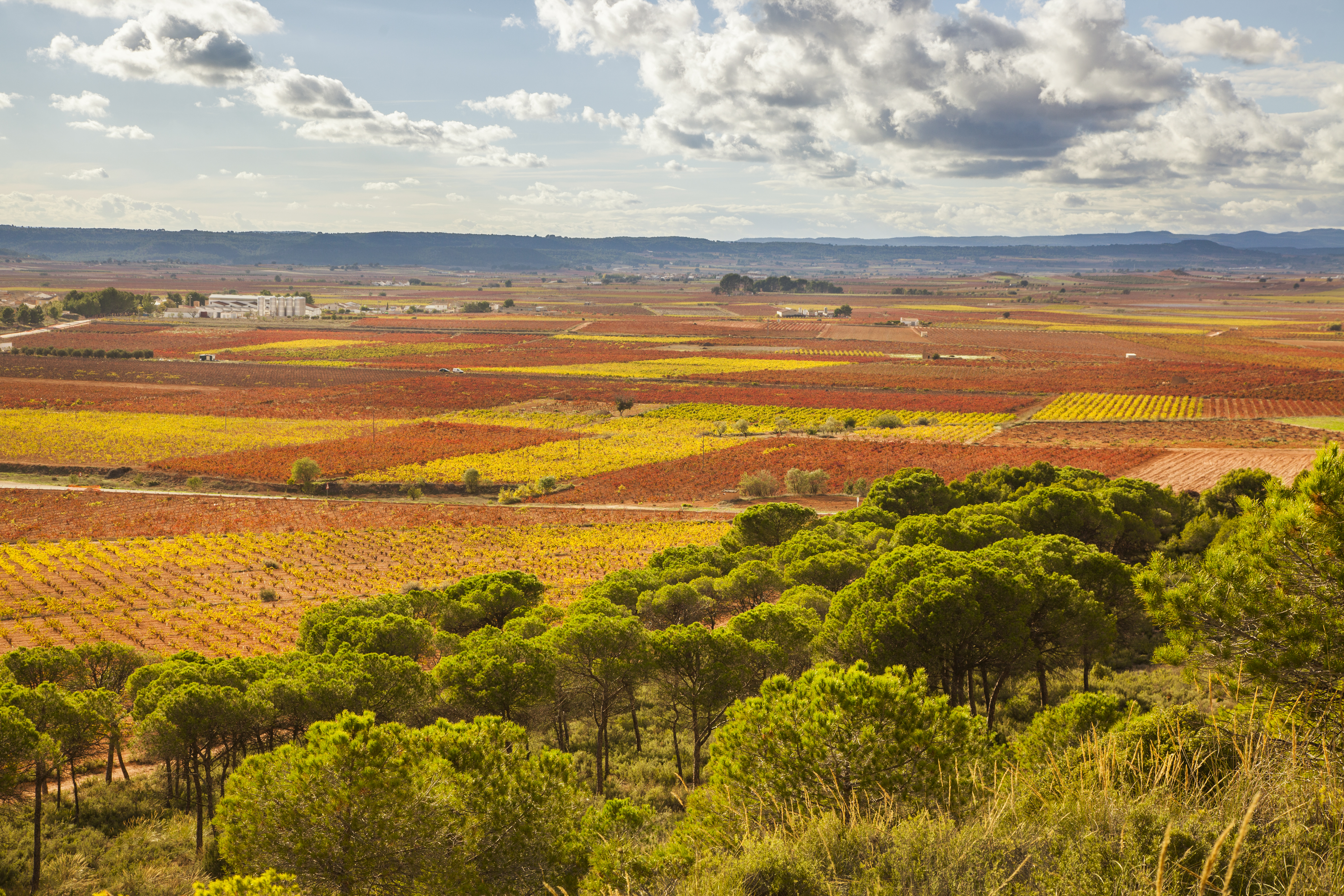 PAISAJE CAMPOS