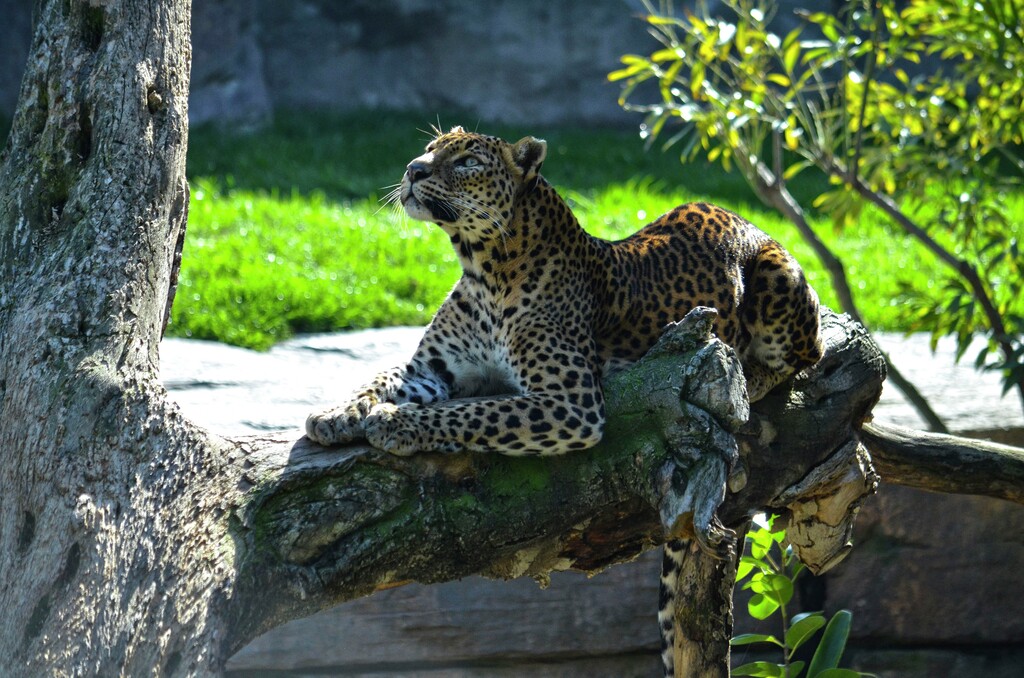 bioparc guepardo a la sombra