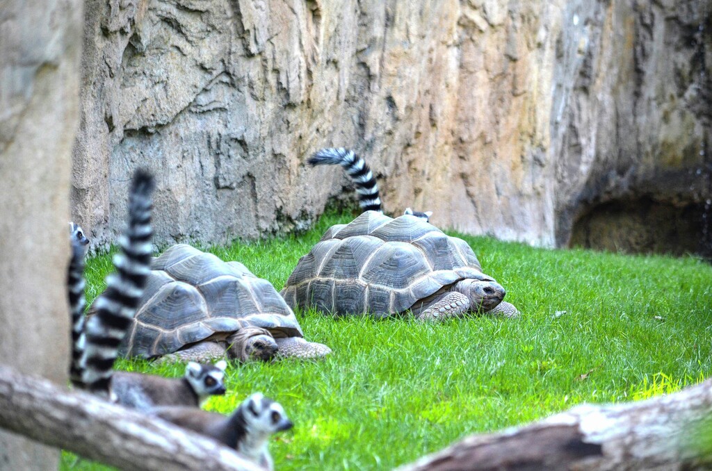 bioparc tortugas