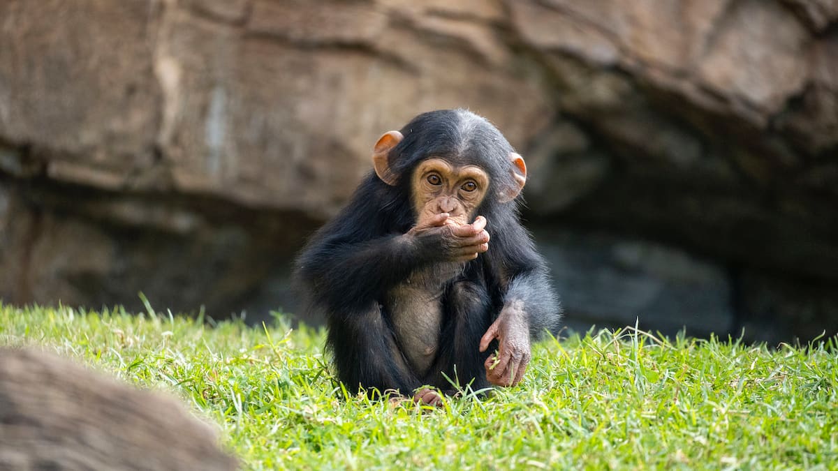 Nadal Verd en BIOPARC València