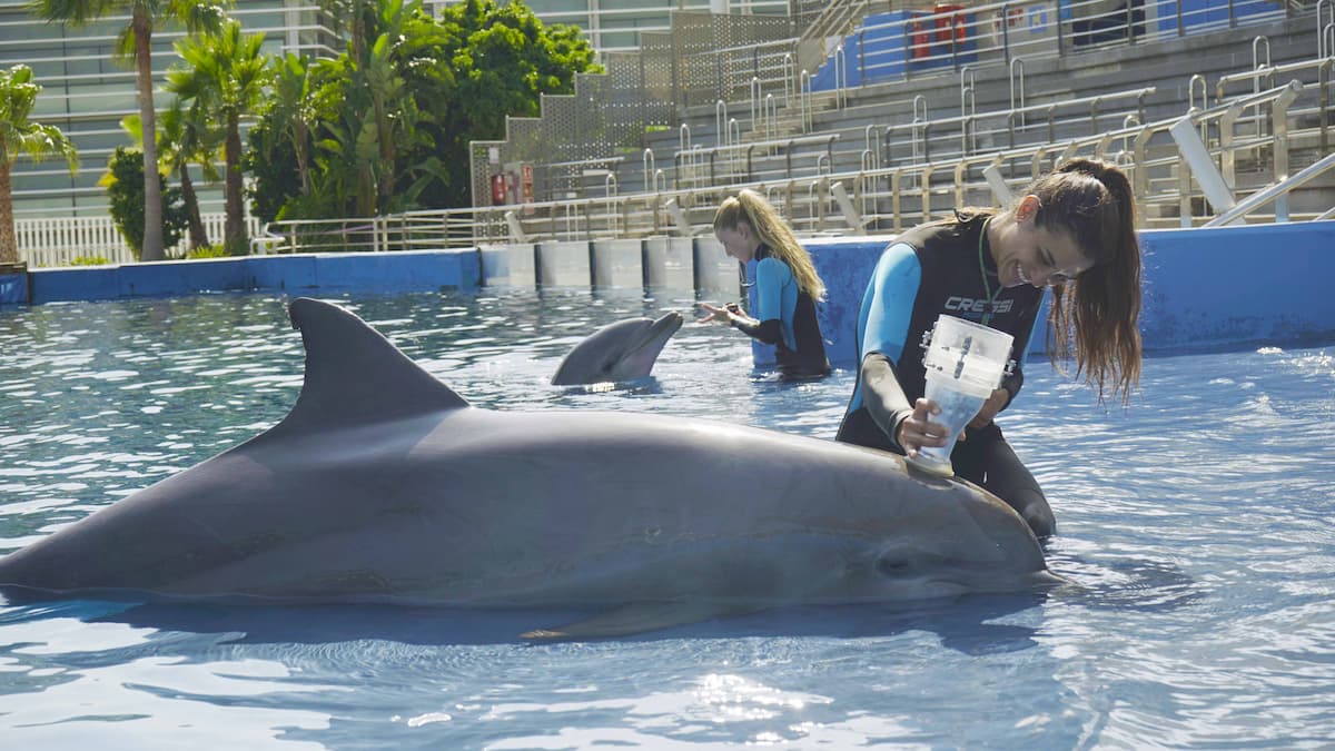 Exhibición de delfines