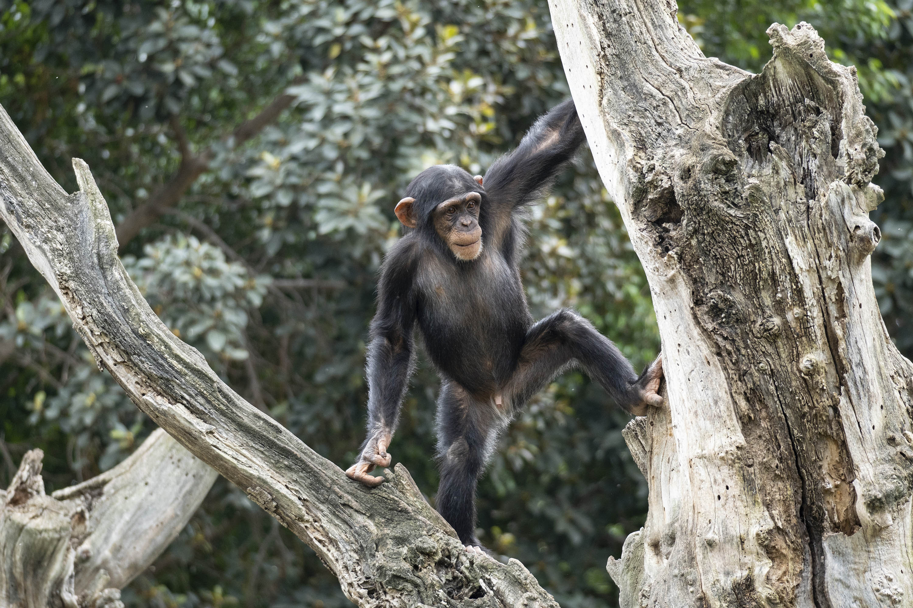 Foto de un primate en un árbol