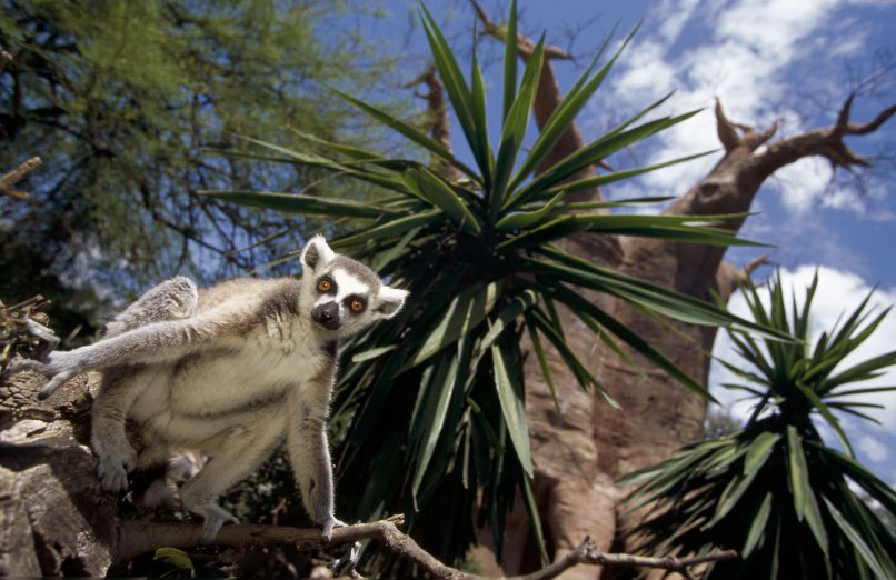 bioparc lemures