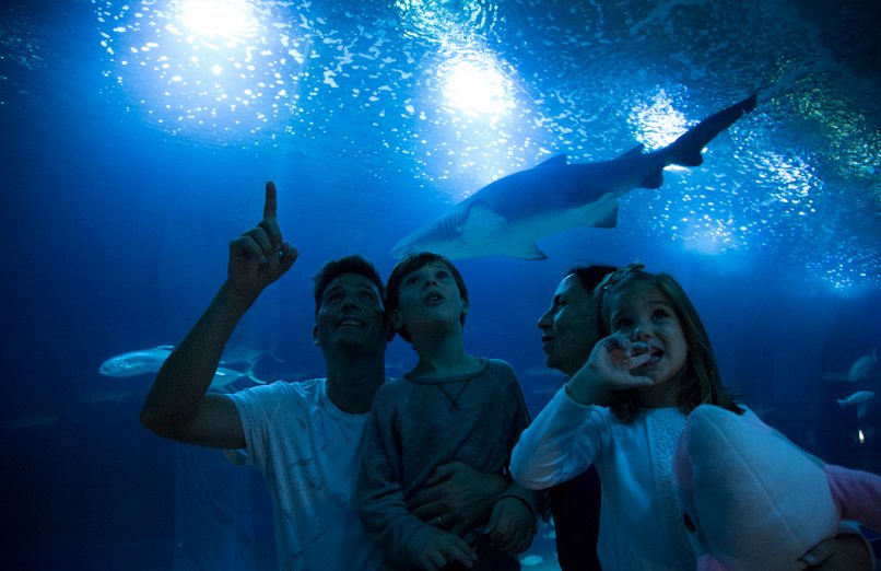 niños tiburones oceanogràfic