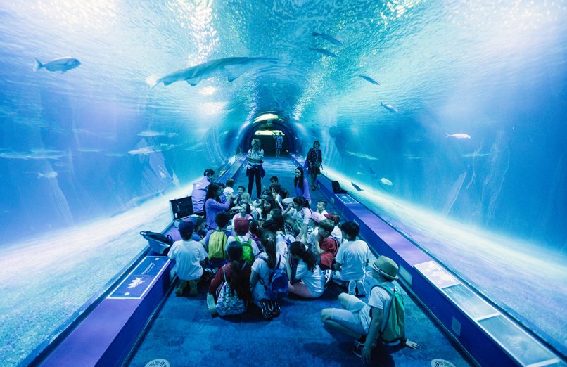 niños tunel tiburones oceanogràfic