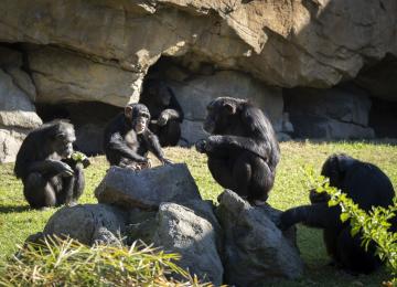 Chimpances Bioparc Valencia