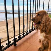 perro en balcón de sea you apartamentos