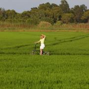 En bici por arrozales