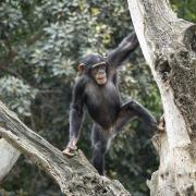 Foto de un primate en un árbol