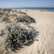 Playa de l'Arbre del Gos