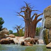 Bioparc València