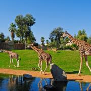 Bioparc jirafas