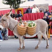 Burro fiesta